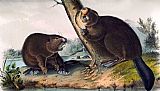 Marketplace in North Africa Paintings - North American Beaver by John James Audubon